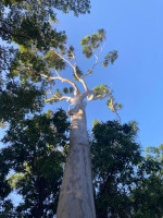 Arbre du jardin de l'Etat