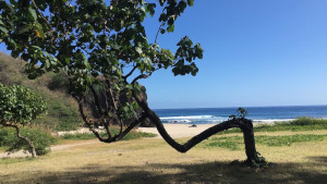 Plage du petit boucan à St Gilles